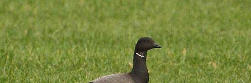 BrentGoose1's profile banner image