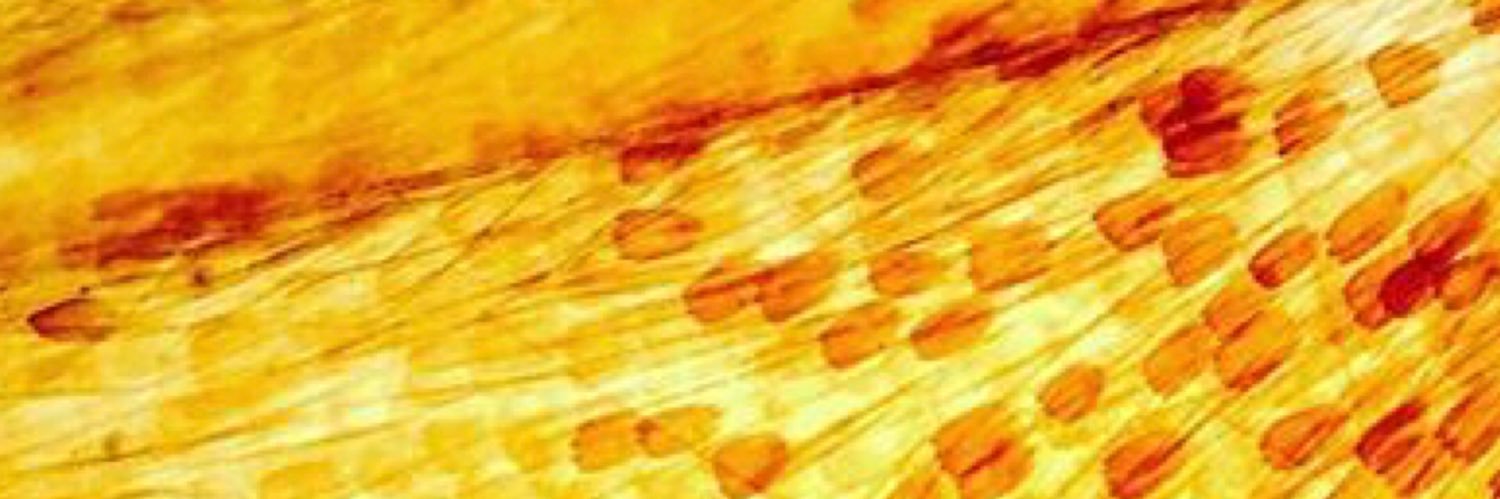 artinthelab's profile banner image