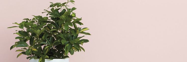 tittigarza's profile banner image