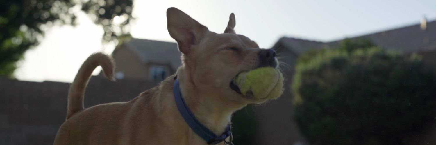 Caden243's profile banner image