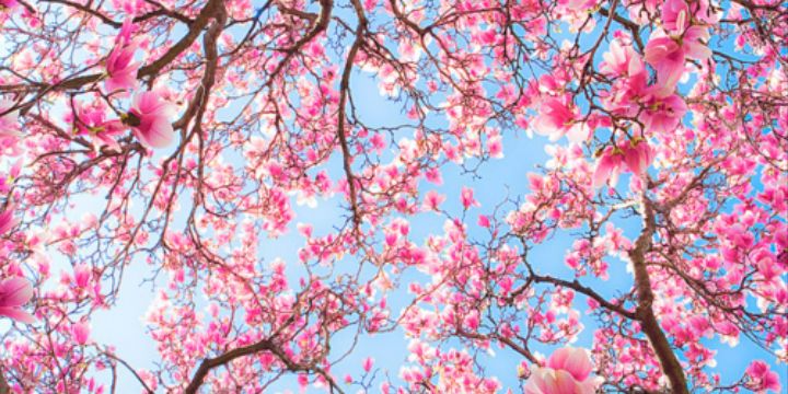 PAM_xx's profile banner image
