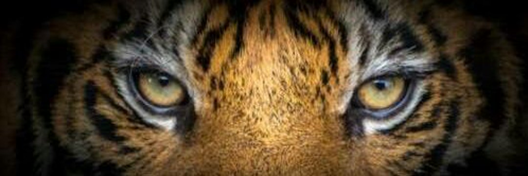 KashiUstaad's profile banner image