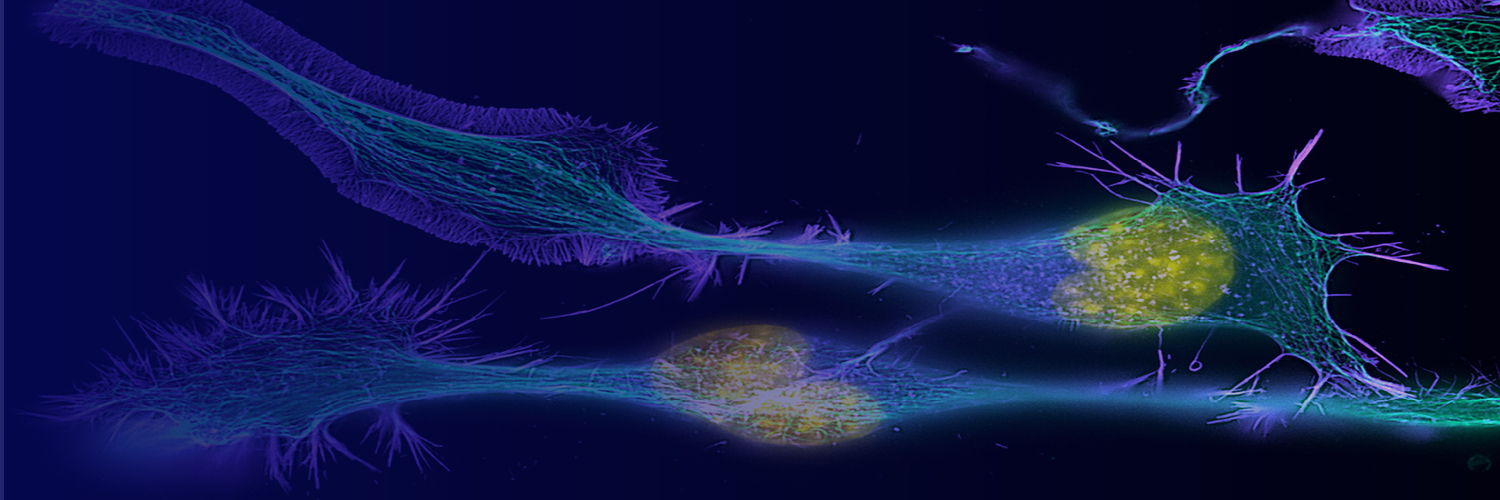 ISSCR's banner