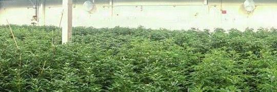 __Marijuana___'s profile banner image
