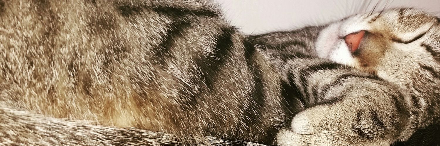 Feminashg's profile banner image