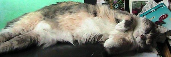 TinyPearlCat Profile Banner