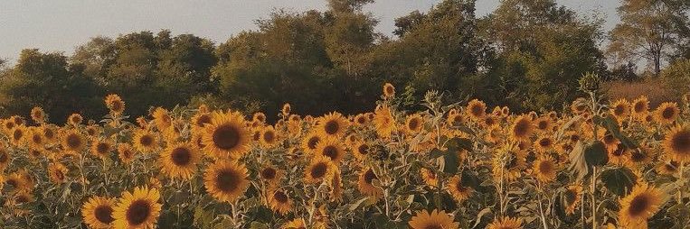 texa e o taxista ³ ⁴⁴ | VIU O MCR ☽•°☆ banner