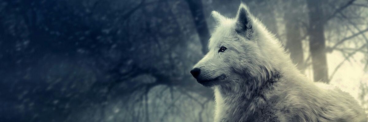 JohannyMi's profile banner image