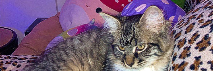 Lily92198's profile banner image