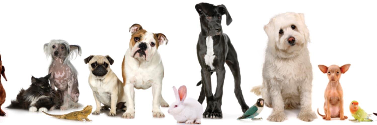 RavenwoodVet's profile banner image