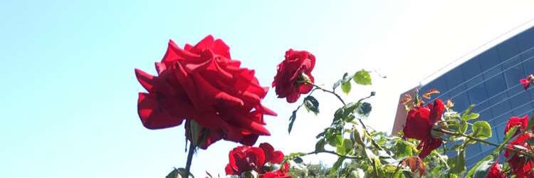Dila2's profile banner image