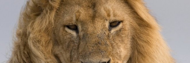 Iran javidan ast banner