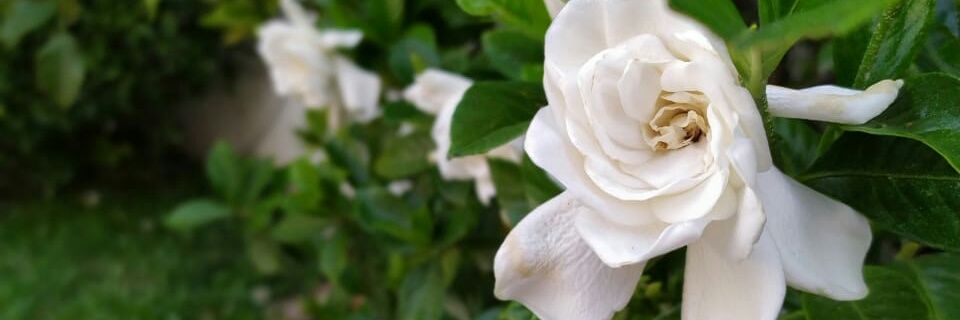 bruno_cantuu's profile banner image