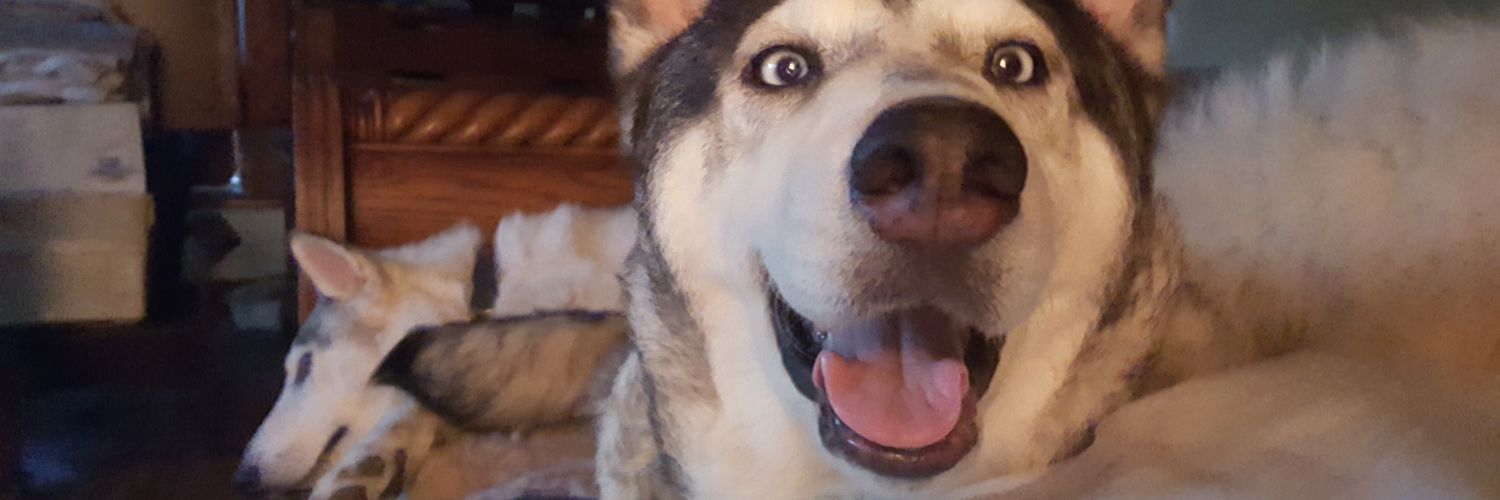 TerriDreffer's profile banner image