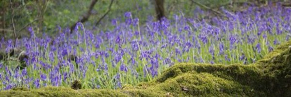 Bluebell Cottage Garden and Nursery Profile Banner