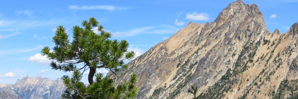 Whitebark Pine Ecosystem Foundation banner