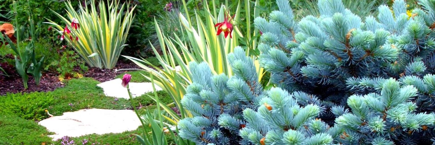 Thunderbird Design banner