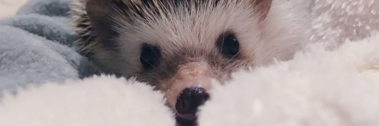 nataliaparedesd's profile banner image