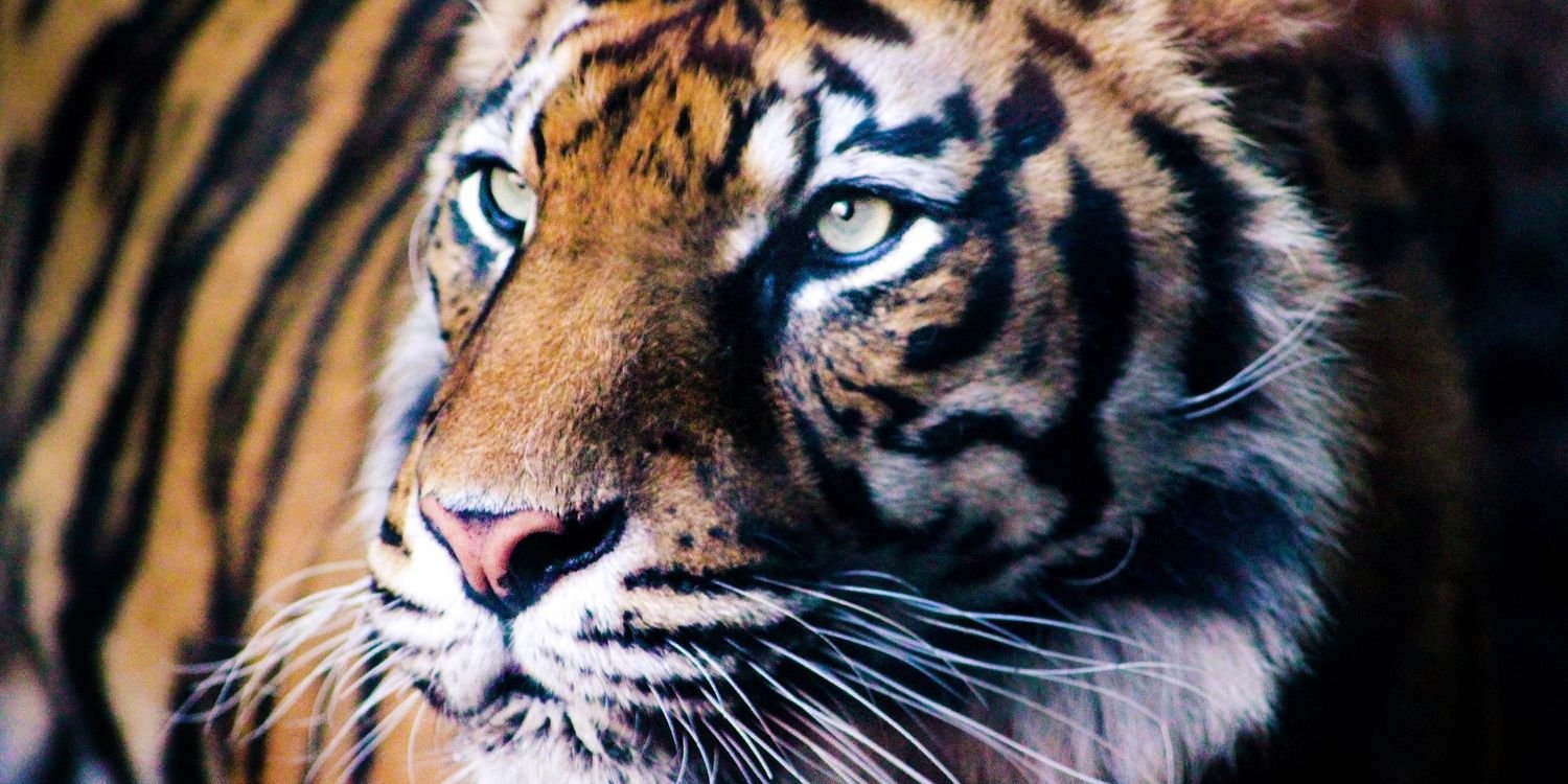 Jhon_Mata's profile banner image