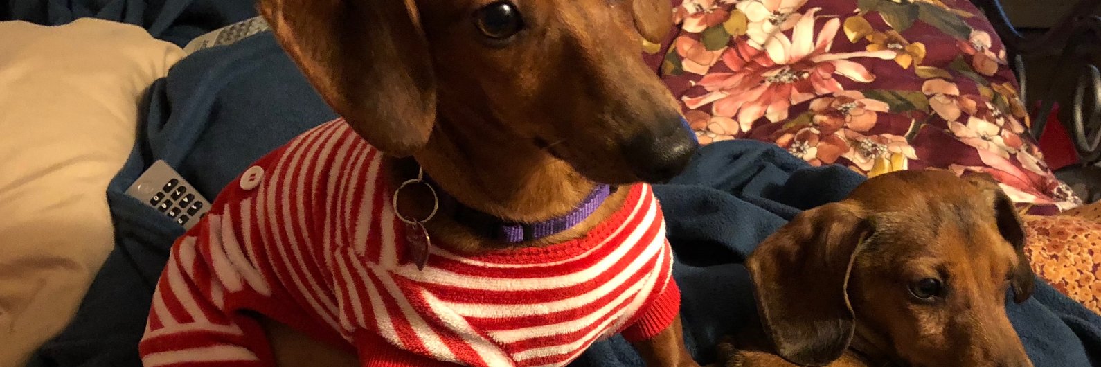 Brianna "Save the Elephants" Robinson 🐘 banner