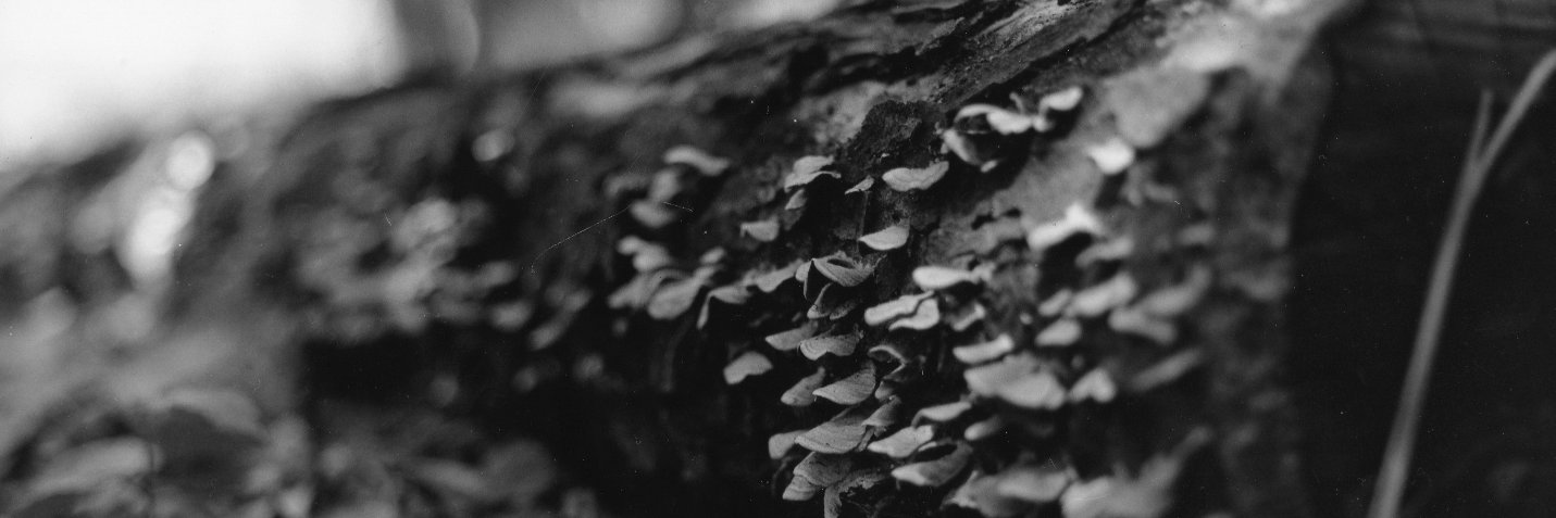 sparrowsongs_'s profile banner image