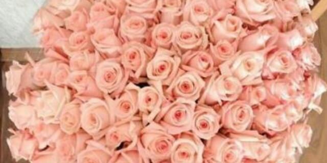 Rose_ipad's profile banner image
