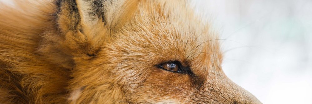 Hi_and_Nanit's profile banner image