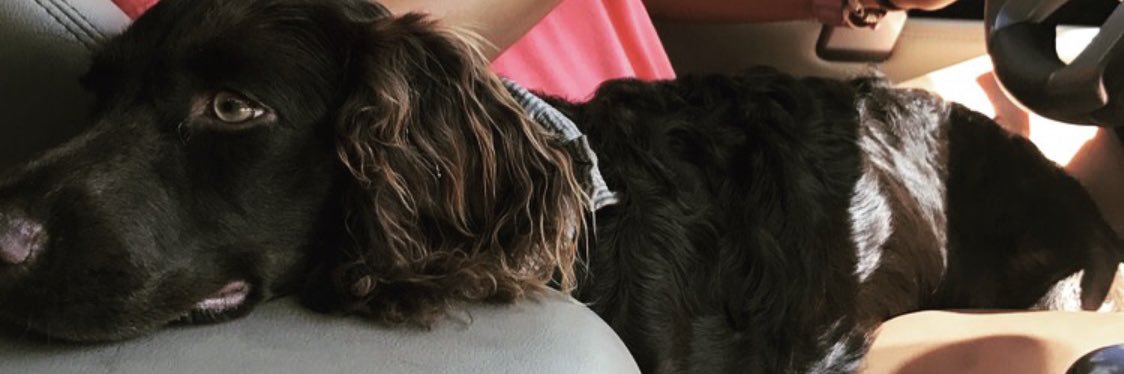 HayleyHardee's profile banner image