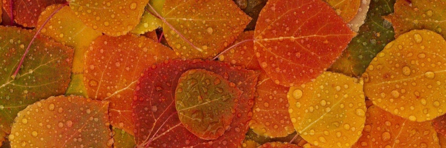 RandoPringles's profile banner image