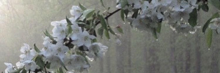 Anzupea's profile banner image