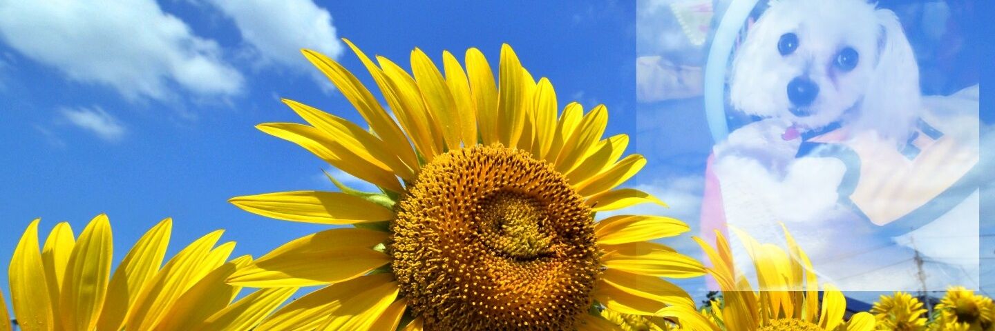 Cheezy & Cori 🌻 banner