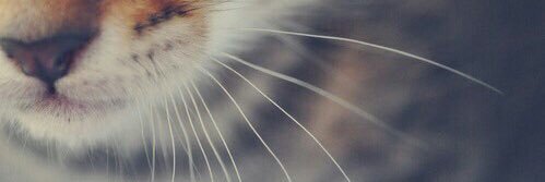 NoHappyEnding__'s profile banner image