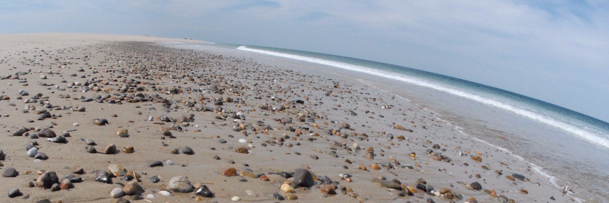 Suzanne Fallender banner