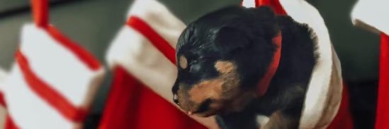 Vom_Steelman_Rotts banner