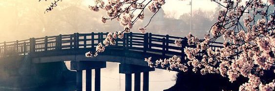 T. banner