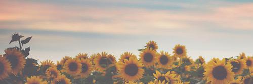 LemesLara's profile banner image