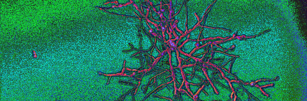 UgaChromatinLab Profile Banner