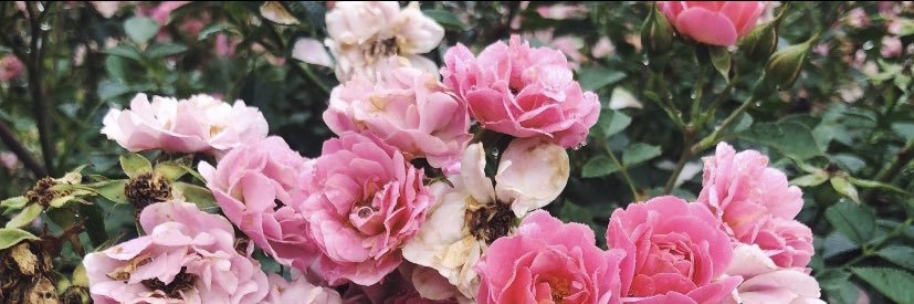 Jade Barton 🤎📖🍂 banner