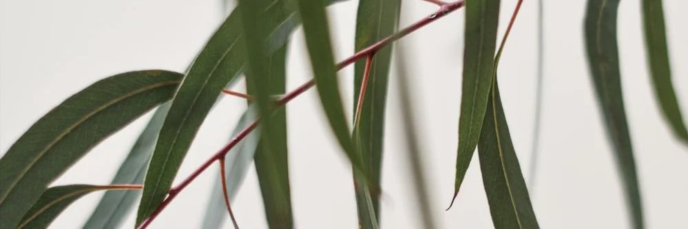 sommerwillis's profile banner image
