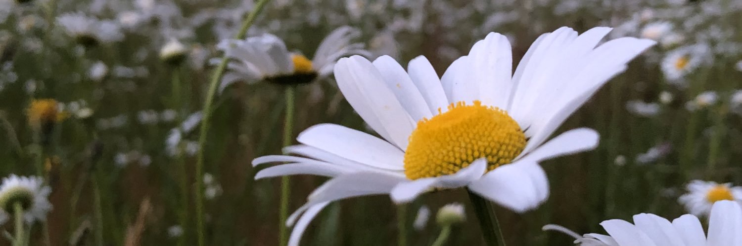 TySiep's profile banner image