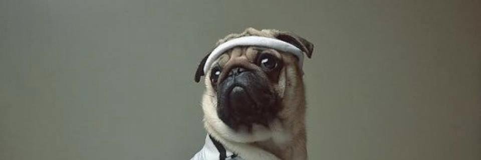 YoungDogsBelgium banner