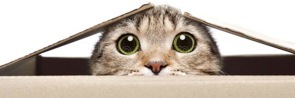 bugsbunny8h Profile Banner