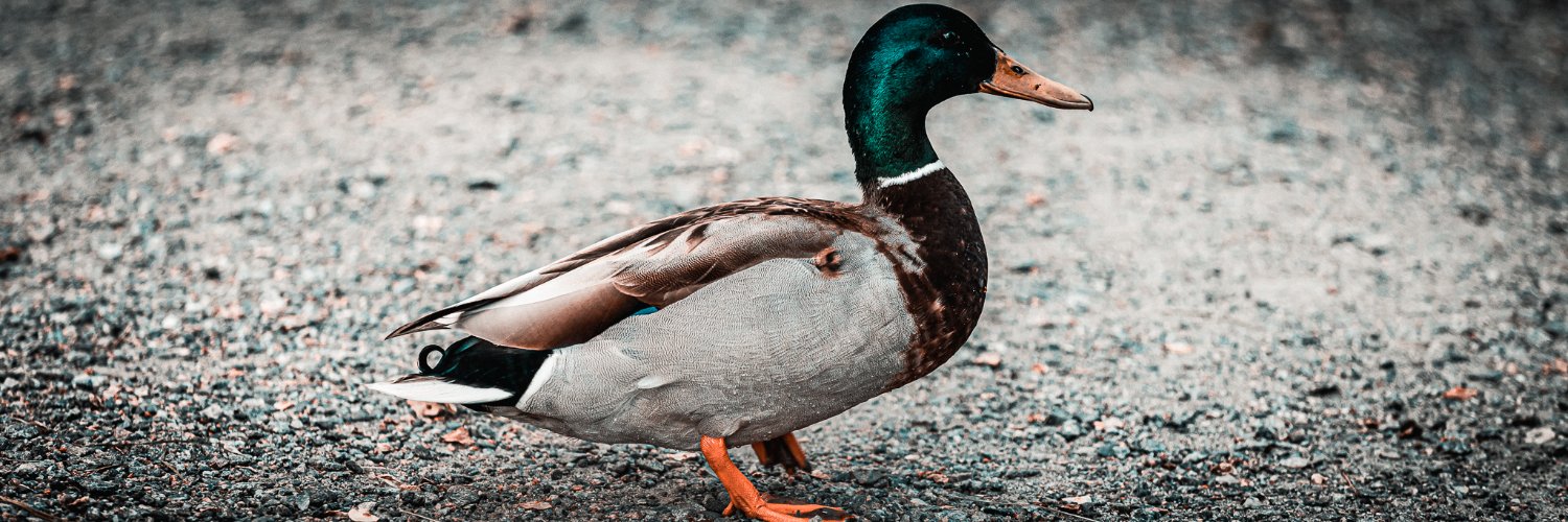 Jesper Sandström 🖤💖 banner