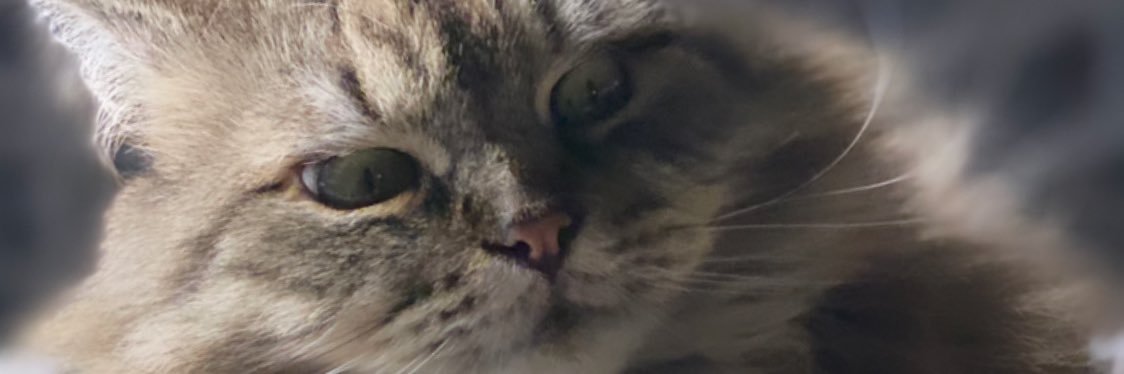 Michele Morrow banner