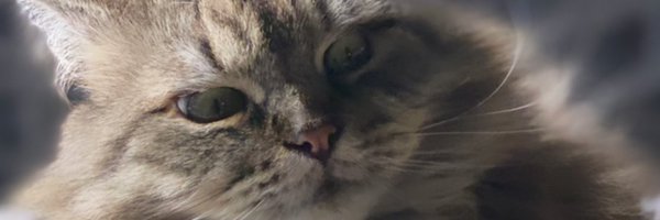 michelemorrow Profile Banner
