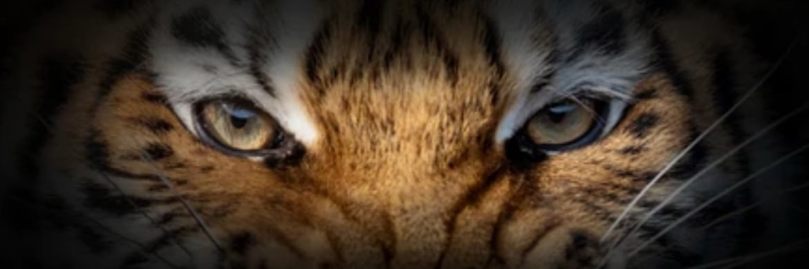 noahwild4's profile banner image