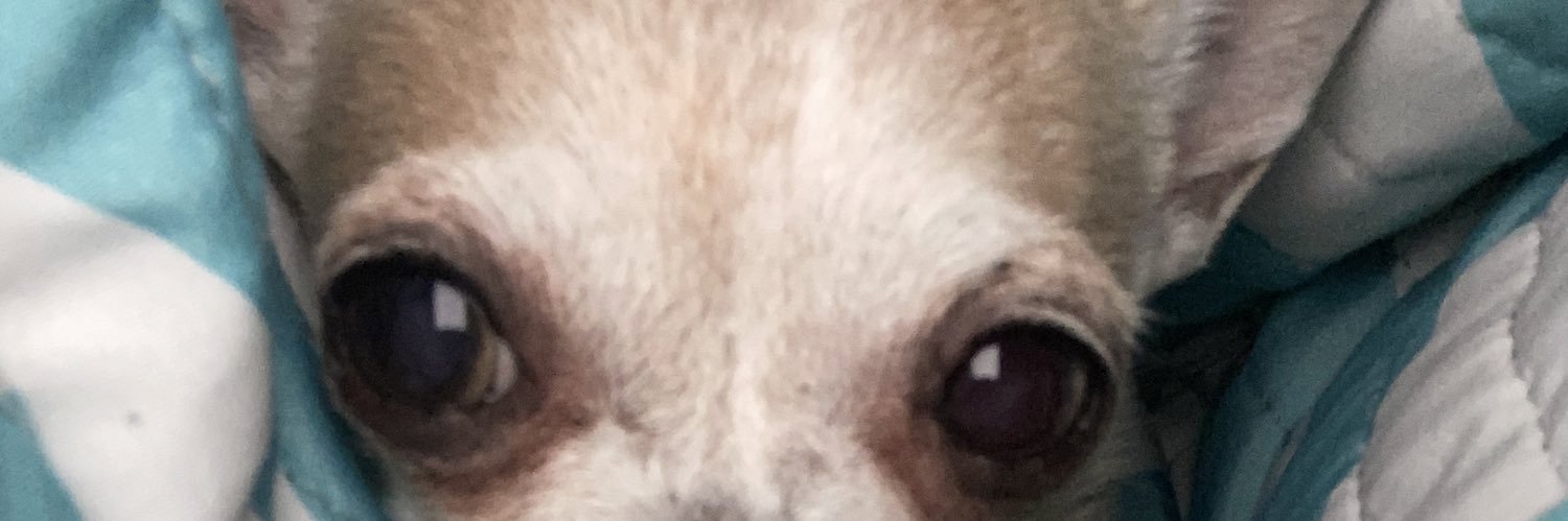zoedavvis11's profile banner image