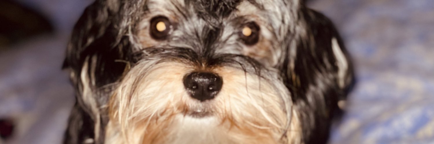 pacoarmas32's profile banner image
