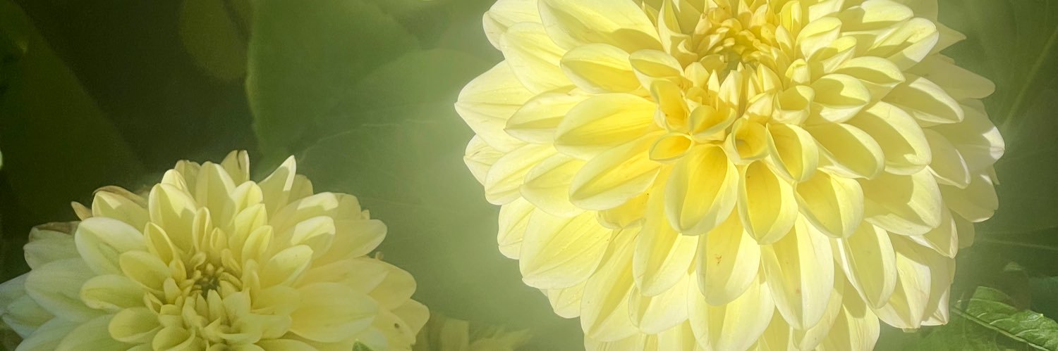 cinziamber's profile banner image