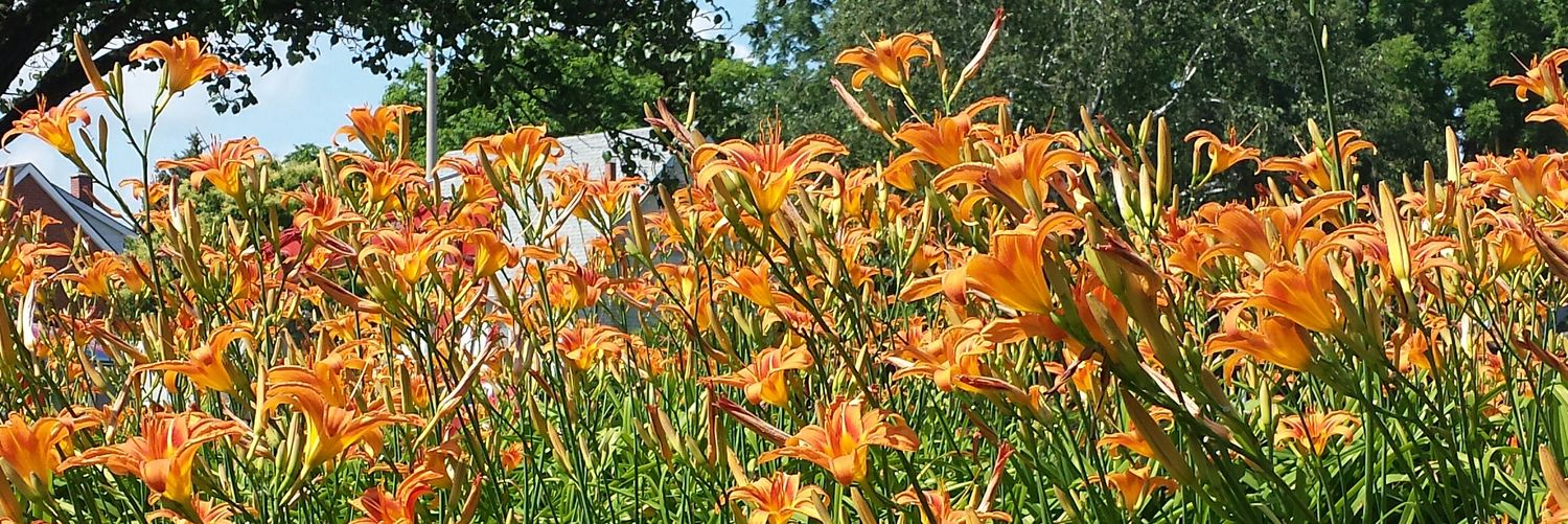 Dorothy Ellen Palmer ♿ banner